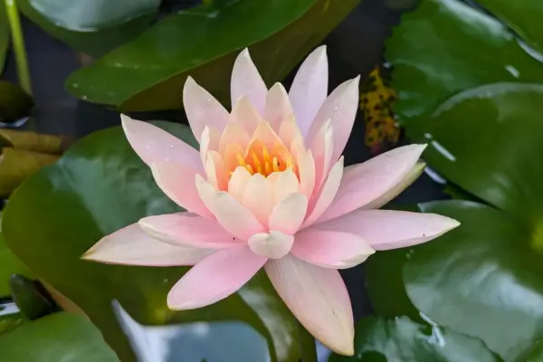 Plantas sagradas e seus usos mágicos na tradição espiritual
